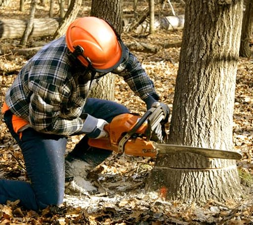 Tree Removal in Quinton, VA
